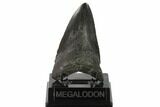 Fossil Megalodon Tooth - Georgia #144331-1